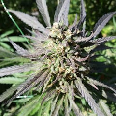 User uploaded image of Purple Widow