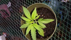 User uploaded image of Qrazy Train