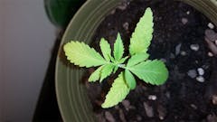 User uploaded image of Qrazy Train