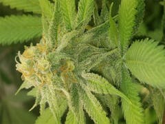 User uploaded image of Qrazy Train