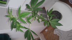 User uploaded image of Qrazy Train