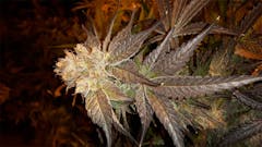 User uploaded image of Querkle