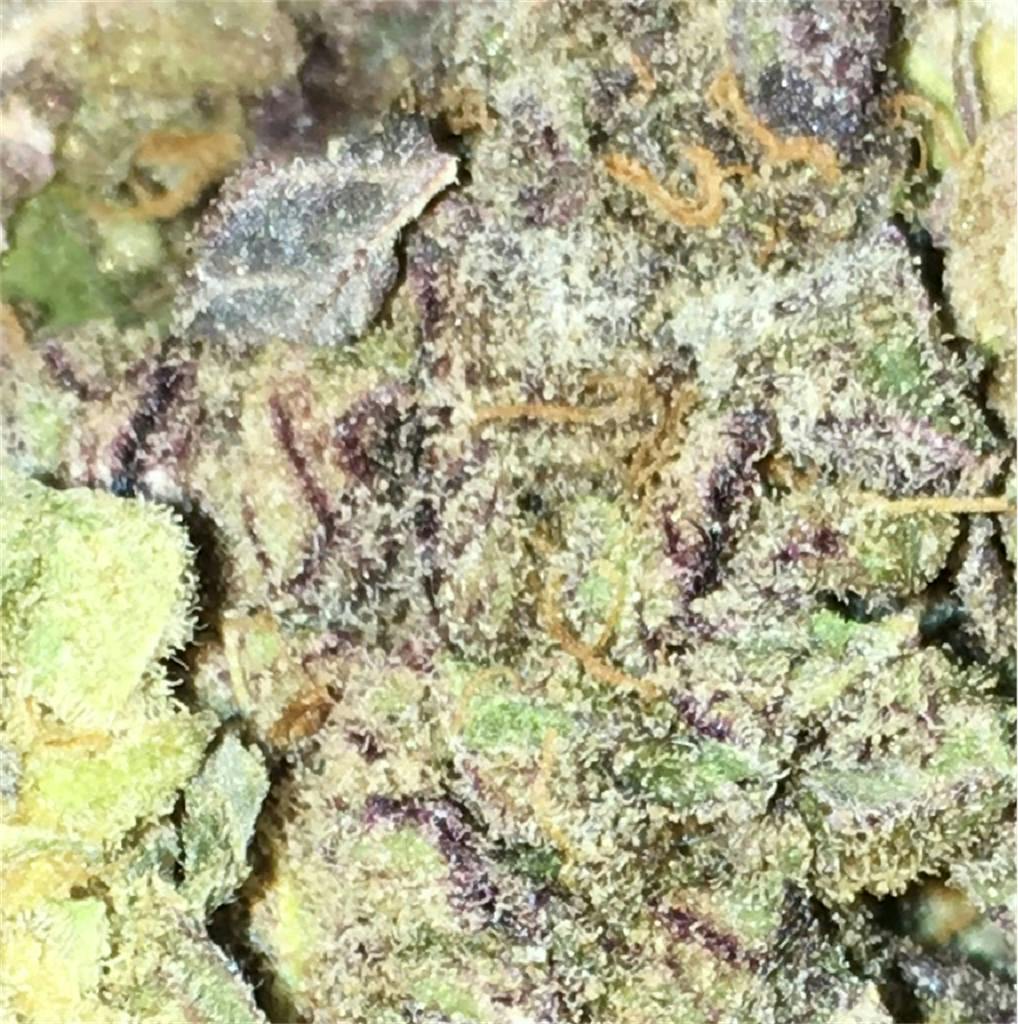 Rainbow Jones Weed Strain Information Leafly