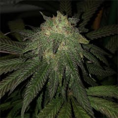 User uploaded image of Rainbow