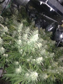 User uploaded image of Rare Darkness