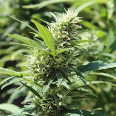 User uploaded image of Raskal OG