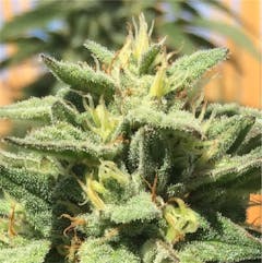 User uploaded image of Raskal OG