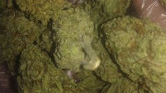 User uploaded image of Raskal OG