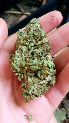 User uploaded image of Raskal OG