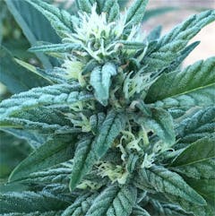 User uploaded image of Raskal OG