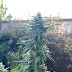 User uploaded image of Raskal OG