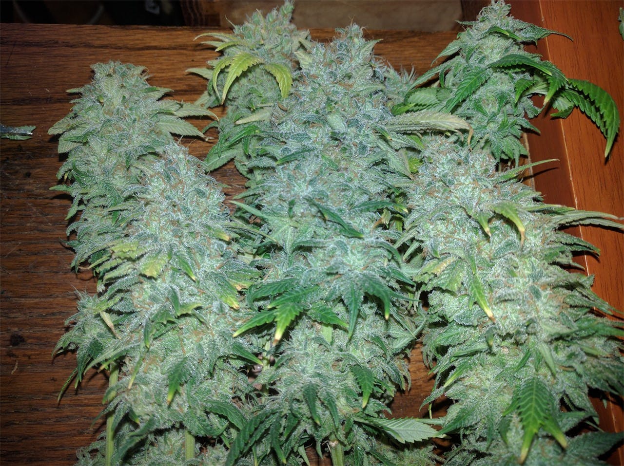 Raspberry Cough Weed Strain Information Leafly