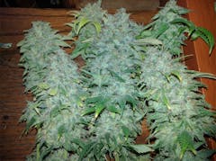 User uploaded image of Raspberry Cough