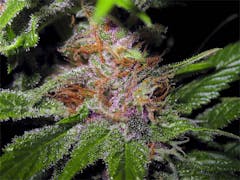 User uploaded image of Rebel Berry OG