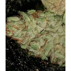 User uploaded image of Recon