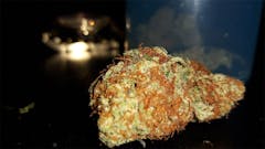 User uploaded image of Red Congolese