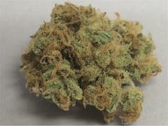 User uploaded image of Red Congolese