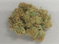 User uploaded image of Red Congolese