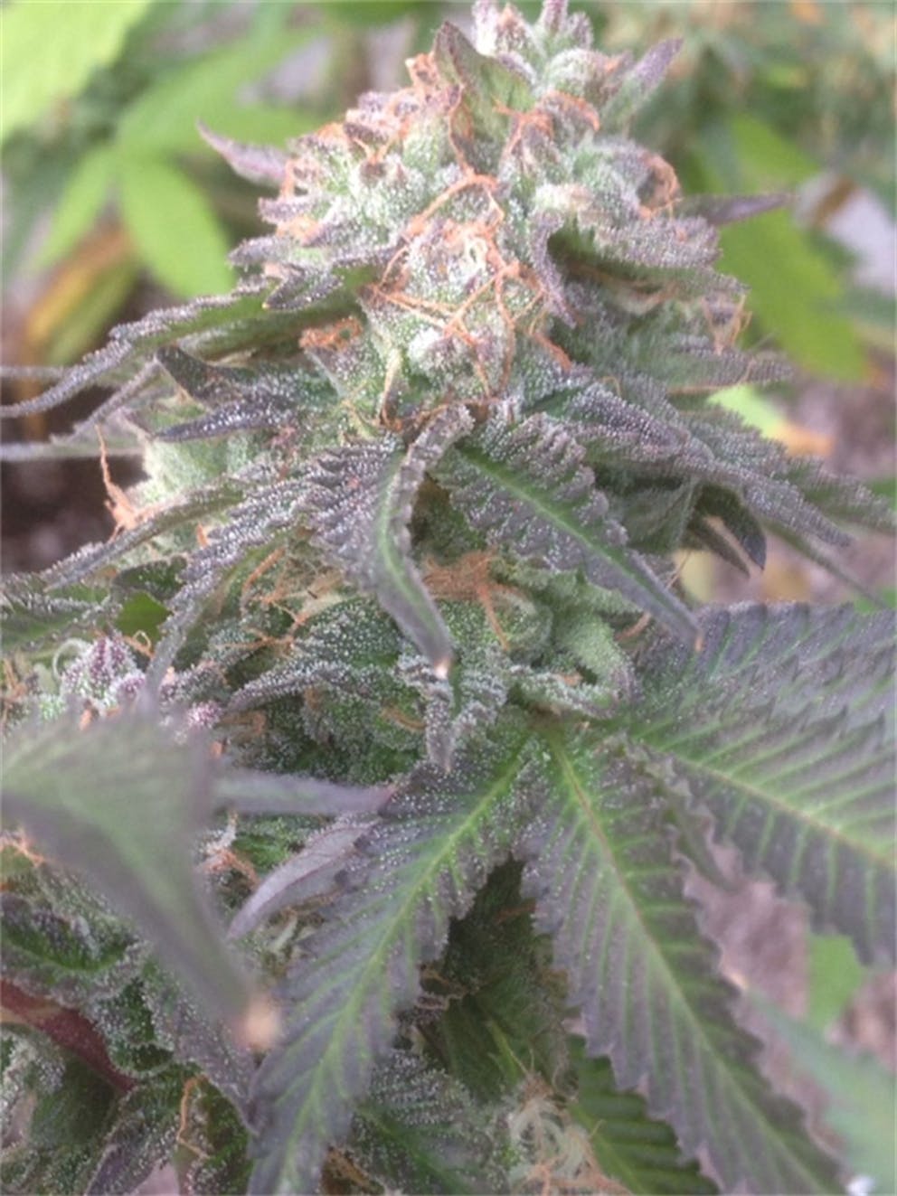 Photos of Red Dragon Weed Strain Buds Leafly