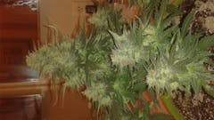 User uploaded image of Red Dwarf