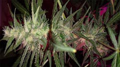 User uploaded image of Red Dwarf