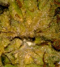 User uploaded image of Red Haze