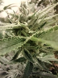 User uploaded image of Red Headed Stranger