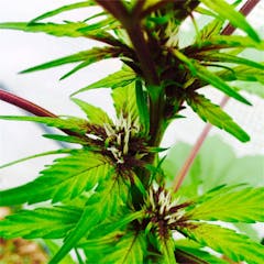 User uploaded image of Red Poison