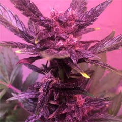 User uploaded image of Red Poison