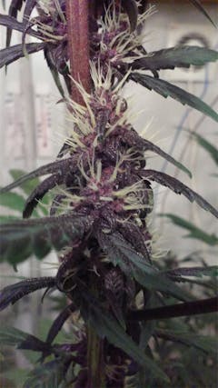 User uploaded image of Red Poison