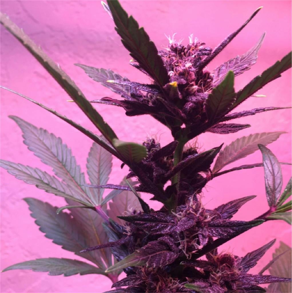 Red Poison Weed Strain Information Leafly