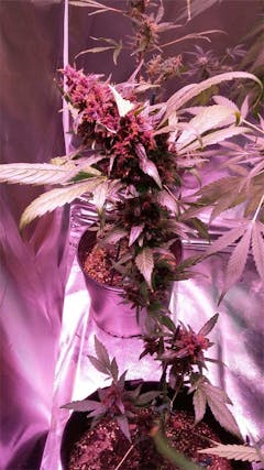 User uploaded image of Red Poison