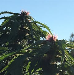 User uploaded image of Redd Cross