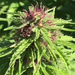 User uploaded image of Redd Cross