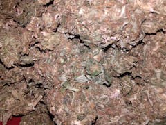 User uploaded image of Redwood Kush