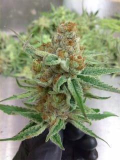 User uploaded image of Redwood Kush