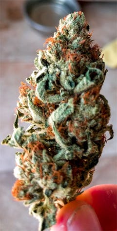 User uploaded image of Redwood Kush