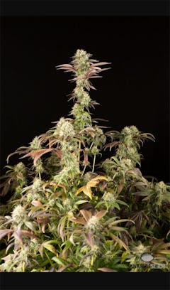 User uploaded image of Remo Chemo