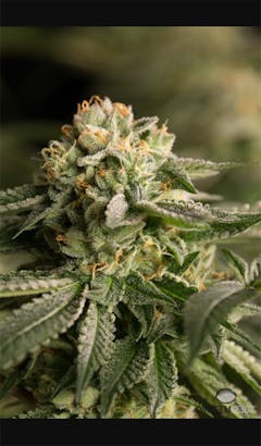 User uploaded image of Remo Chemo