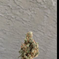 User uploaded image of Rene