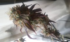 User uploaded image of Ripped Bubba