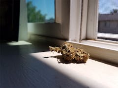 User uploaded image of Ripped Bubba