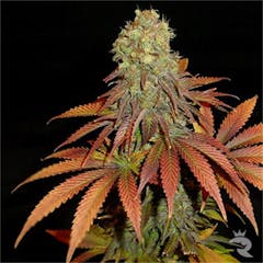 User uploaded image of Rockbud