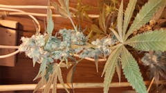 User uploaded image of Rocklock