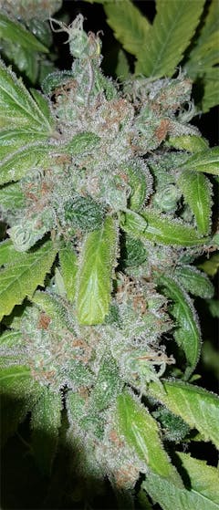 User uploaded image of Rocklock