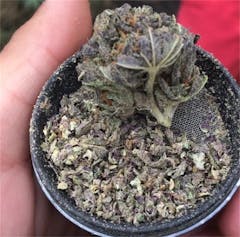 User uploaded image of Rockstar Master Kush