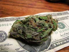 User uploaded image of Rocky Mountain Blueberry