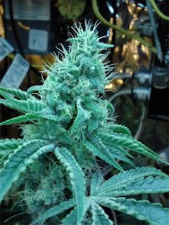 User uploaded image of Rocky Mountain Blueberry