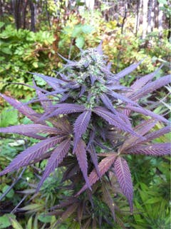 User uploaded image of Rocky Mountain Blueberry