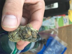 User uploaded image of Rocky Mountain Blueberry